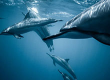 HTHSportsApp下载：开启专属你的运动体验